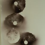 Image of mushroom spore print