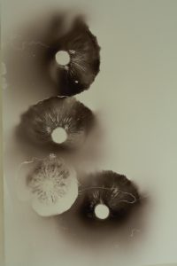 Image of mushroom spore print