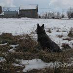 Dog looking through barbed wire onto snowy farm