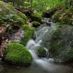 Waterfall in forest stream, surrounded by mossy rocks