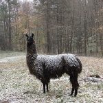 Brown alpaca covered in a light snow, standing in snow-covered field