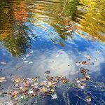 Dead leaves floating in water, with reflection of autumn trees in background