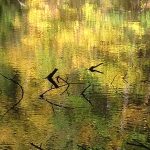 Reflection of fall colors in water with dead branches poking out