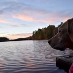 Yellow dog looking out over a lake, with autumn trees and pink clouds in background