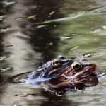 Two frogs mating in the water