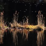 Reeds and their reflection in water