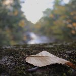 Brown leaf laying on ground, out-of-focus river and autumn trees in background