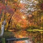 Pond in woods, surrounded by autumn trees