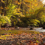 River in fall, with rocks in foreground and autumn trees in background