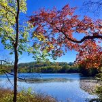 Two trees with red and yellow autumn leaves in foreground, lake in background, blue sky