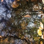 Yellow and brown leaves floating in water with reflection of trees and clouds