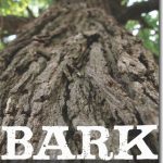 Image of cover of Michael Wojtech's book Bark: A Field Guide to the Trees of the Northeast. Image on cover is a close-up image of a tree trunk, angled up into the tree canopy.