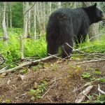 Adult black bear in clearing in the woods, shot from behind with bear looking off to the right. Trees in background, earth and bare fallen branches in foreground.