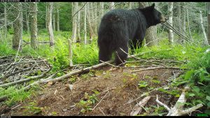 Adult black bear in clearing in the woods, shot from behind with bear looking off to the right. Trees in background, earth and bare fallen branches in foreground.