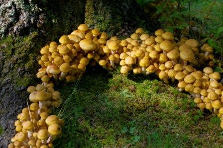 A large cluster of over 100 small, yellowish mushrooms growing on a mossy green forest floor