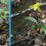 Two images put together with a blue diving line. On the left is a jack in the pulpit flower and on the right is a yellow trout lily.