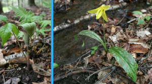 Two images put together with a blue diving line. On the left is a jack in the pulpit flower and on the right is a yellow trout lily.