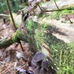 Mushrooms and moss growing on a dead, fallen tree