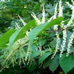 Close up of flowering Japanese Knotweed