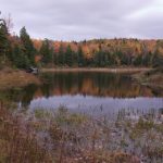 Swamp in foreground, surrounded by autumn trees in the background, under a cloudy sky