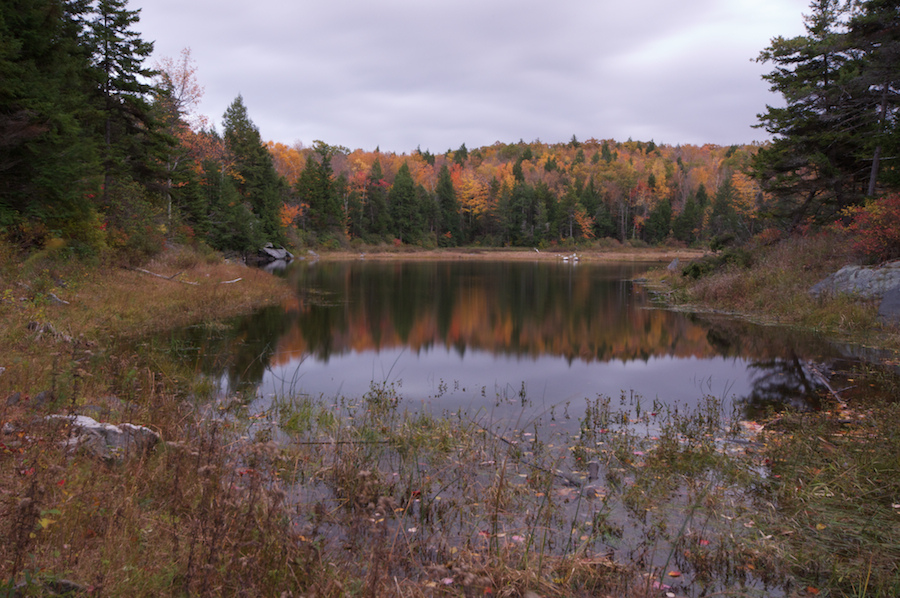 Swamp in foreground, surrounded by autumn trees in the background, under a cloudy sky