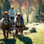 Two horses pull a man in a tractor across a field. Autumn trees in background