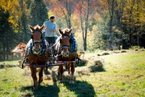 Two horses pull a man in a tractor across a field. Autumn trees in background