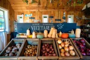 Attractive wooden bins full of various root vegetable in the foreground of a wooden structure, with winter squash piled above them. Dried herbs hang above and signs in background advertise other products (meat and grains).