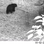 Black-and-white still image from a wildlife camera video of a black bear next to a vernal pool