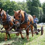 Two brown draft horses harnessed to antique farm equipment pull farmer Lincoln Fishman as they cut hay.