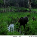 Moose cow walking through wetlands, with calf following