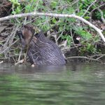 Beaver at edge of pond