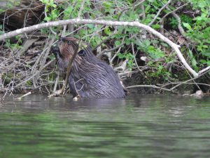 Beaver at edge of pond