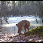 Two bobcats on a mossy rock with an iced over vernal pool behind them