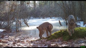 Two bobcats on a mossy rock with an iced over vernal pool behind them