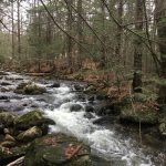 Roaring Roberts Meadow Brook in forest