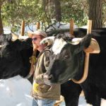 Tom stands between two large oxen with yokes on in winter time