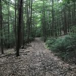 trail through forest