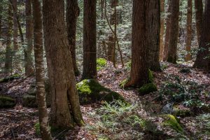 Sun shining through trees in the forest on the Redwin Property