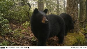 Wildlife Camera Photo of Bear by Sally Naser 