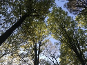 looking up at trees 