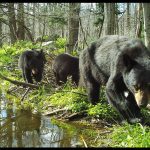 Wildlife camera photo of mother bear and three cubs walking along the edge of a pond