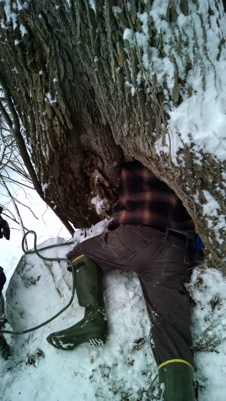 The bottom half of Andrew lying in snow, with the top half of him in a hold in a tree