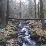 Fallen tree crosses a woodland stream at the Breckenridge property