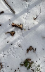 Turkey tracks in snow