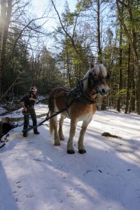 A logger and his horse remove a felled tree from a forest