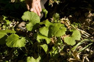 Image of Garlic mustard