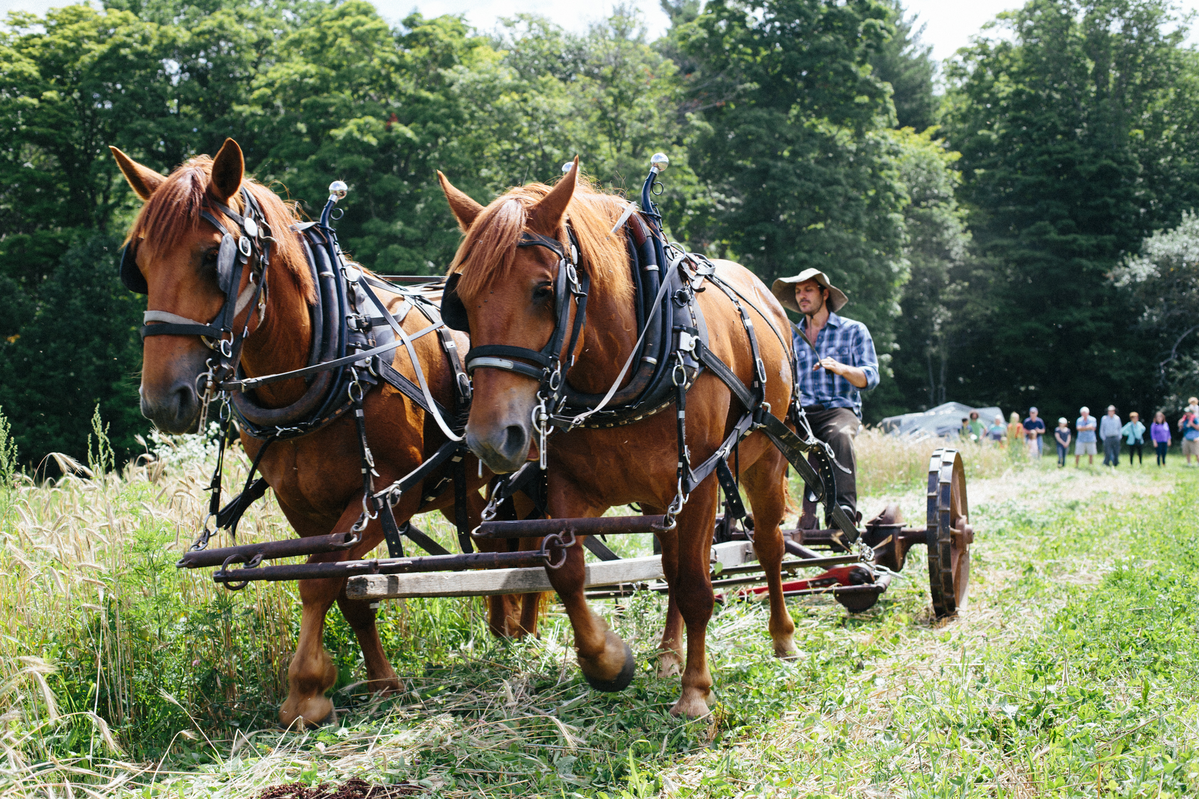 Draft Animal Farming and Climate Change