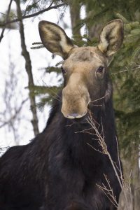 Large brown moose eating a bare branch. It's ers are perked up and it is staring almost directly into the camera. Some confider trees can be seen in the background. 