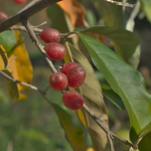 Close up photo of ripe, red autumn olive berries with white speckles, on branch with green and orange leaves.